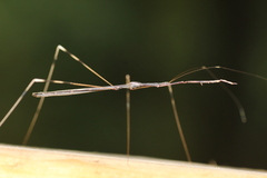 Emesaya brevipennis