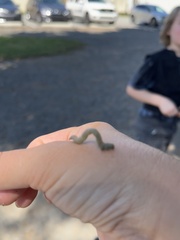 Trichoplusia ni