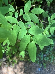 Vaccinium ovalifolium