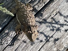 Phrynosoma hernandesi