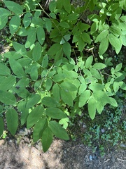 Vaccinium ovalifolium
