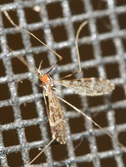 Erioptera caliptera