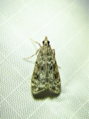 Eudonia truncicolella