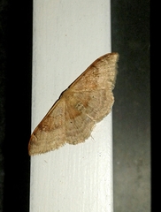 Idaea degeneraria