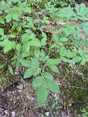 Vaccinium ovalifolium