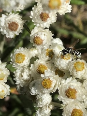 Stenodynerus blandoides