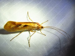 Limnephilus rhombicus