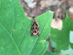 Olethreutes tilianum