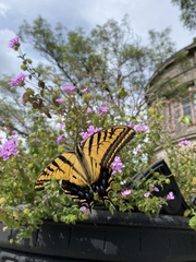 Papilio multicaudata multicaudata