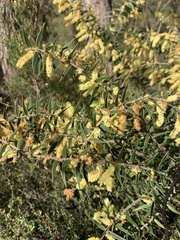 Acacia oxycedrus