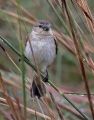 Sporophila