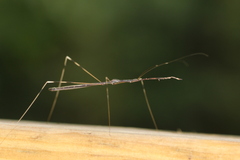 Emesaya brevipennis