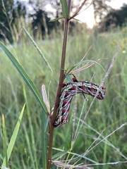 Eumorpha fasciatus