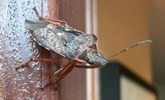 Asopinae