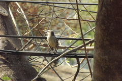 Mimus saturninus