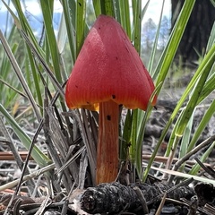 Hygrocybe conica