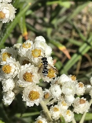 Stenodynerus blandoides