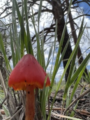 Hygrocybe conica