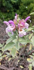 Salvia dolomitica
