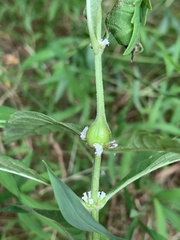 Neolasioptera lycopi