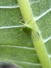 Rhynchomitra microrhina