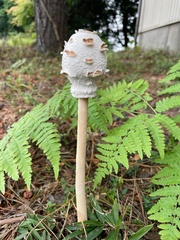Agaricineae