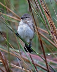 Sporophila
