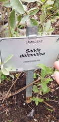 Salvia dolomitica
