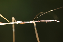 Emesaya brevipennis