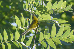 Setophaga discolor