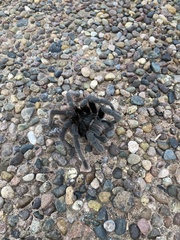 Theraphosinae