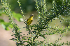 Setophaga discolor