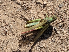 Schistocerca shoshone