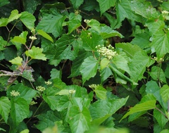 Ampelopsis