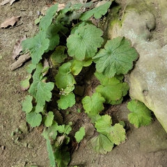 Heuchera parviflora