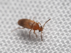 Isomira