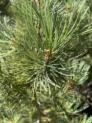 Pinus strobiformis