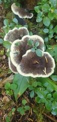 Phaeolus