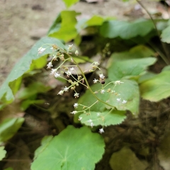 Heuchera parviflora