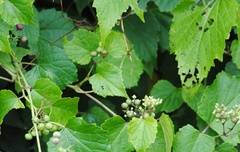 Ampelopsis