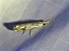 Catoptria falsella