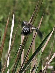 Sporophila