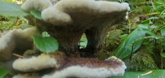 Phaeolus