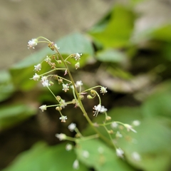 Heuchera parviflora