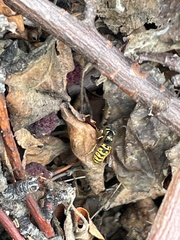 Vespula atropilosa