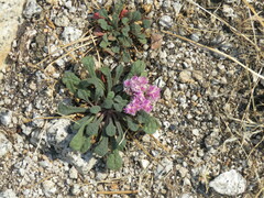 Calyptridium monospermum