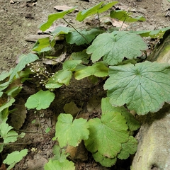 Heuchera parviflora