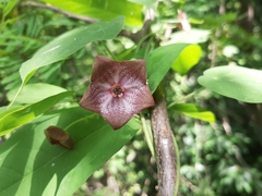 Polystemma guatemalense