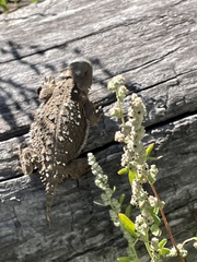 Phrynosoma hernandesi