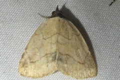 Isogona punctipennis